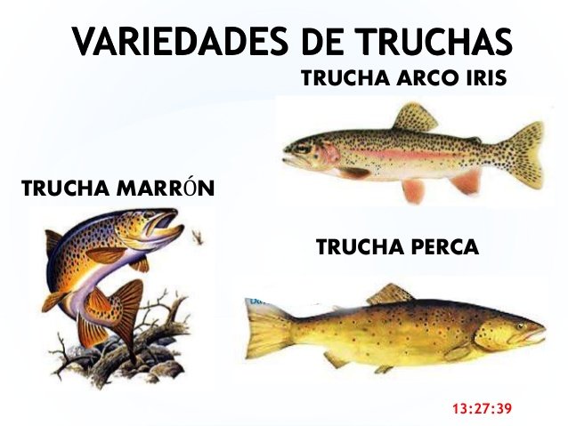 trucha-arco-2.jpg