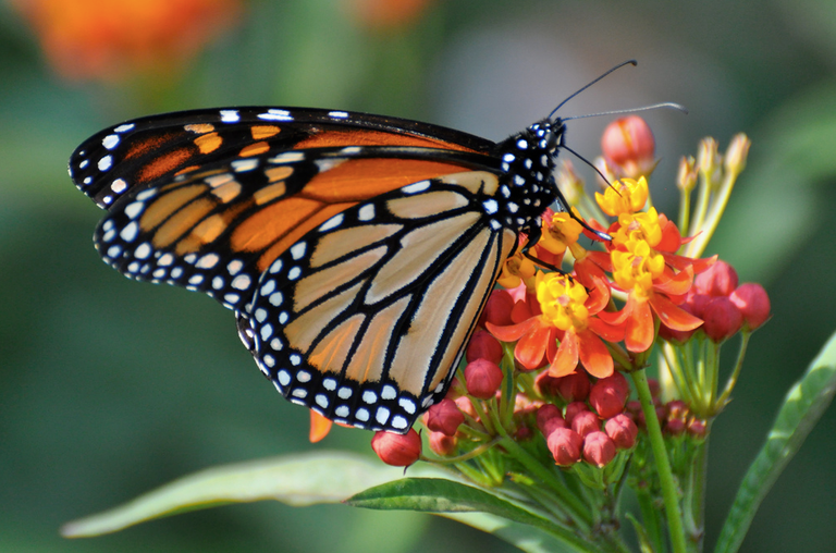 butterfly-on-beautiful-flower-taste.png