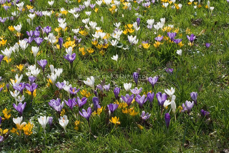 Crocus-in-lawn-29676.jpg