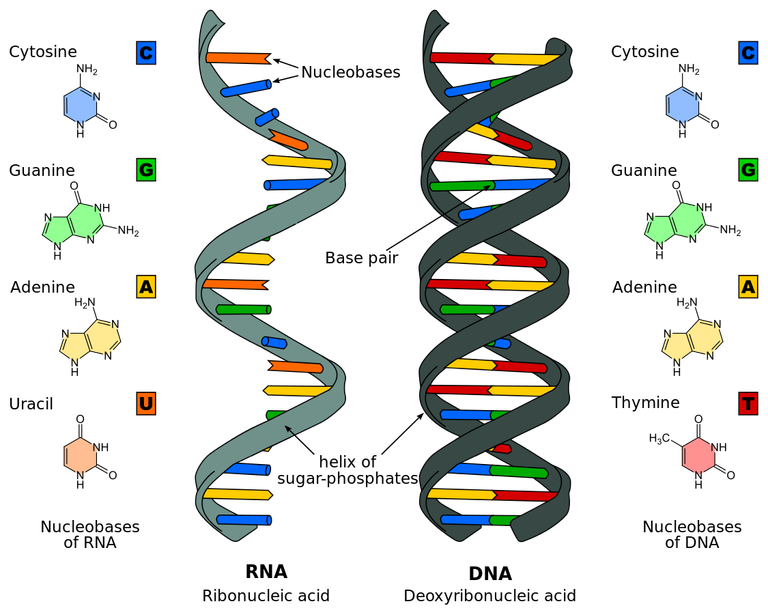 dna.png