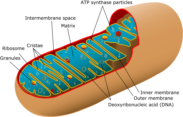 2000px-Animal_mitochondrion_diagram_en_(edit).svg.png