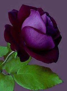 7e51cf8aac90fa2379efd9e0a8768f5b--purple-roses-rose-flowers.jpg