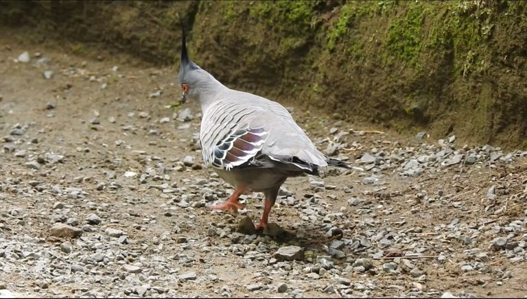 bird walk.jpg