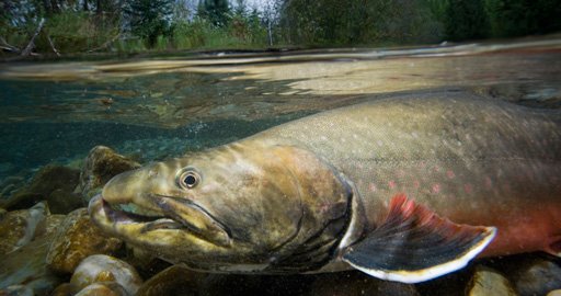 BullTrout_ESBanner_USFWS.jpg