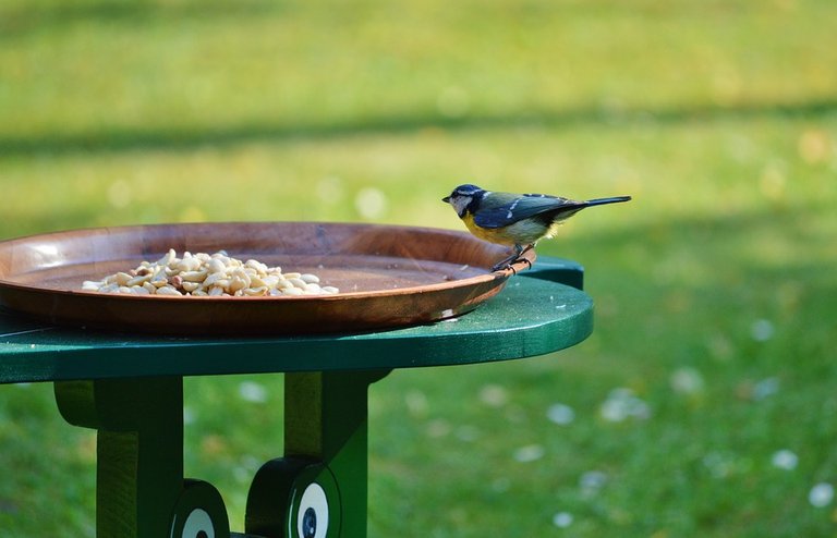 blue-tit-2367006_960_720.jpg