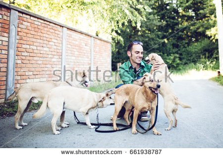 stock-photo-dog-walker-with-dogs-enjoying-in-walk-selective-focus-on-man-661938787.jpg