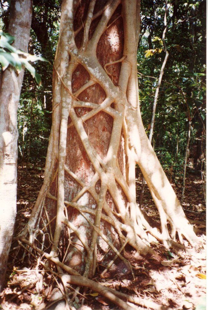 fig strangler Ficus_watkinsiana_on_Syzygium_hemilampra-Iluka  Poyt448 Peter Woodard public.jpg