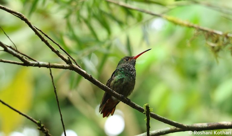 hummingbird-ecuador-RoshaniKothari.jpg