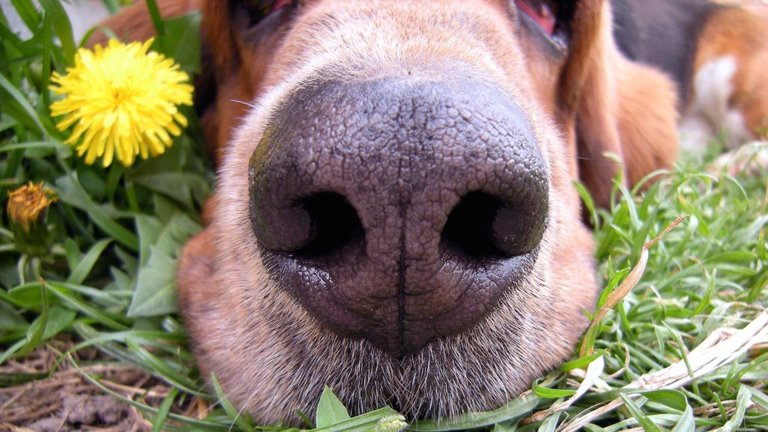 sniffing dog.jpg