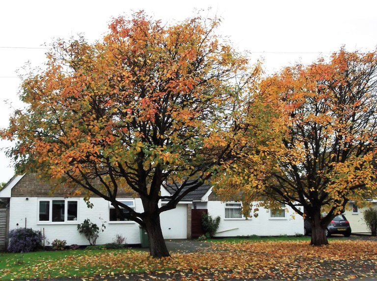 autumn trees (2).JPG