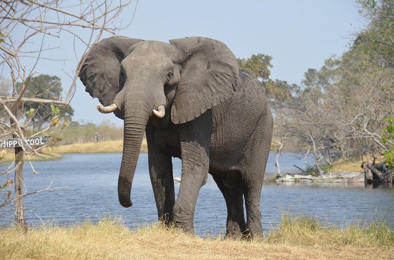 elephant-2992767_960_720.jpg