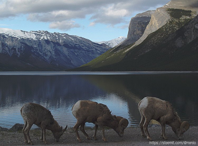 banff-mountain-goats.jpg