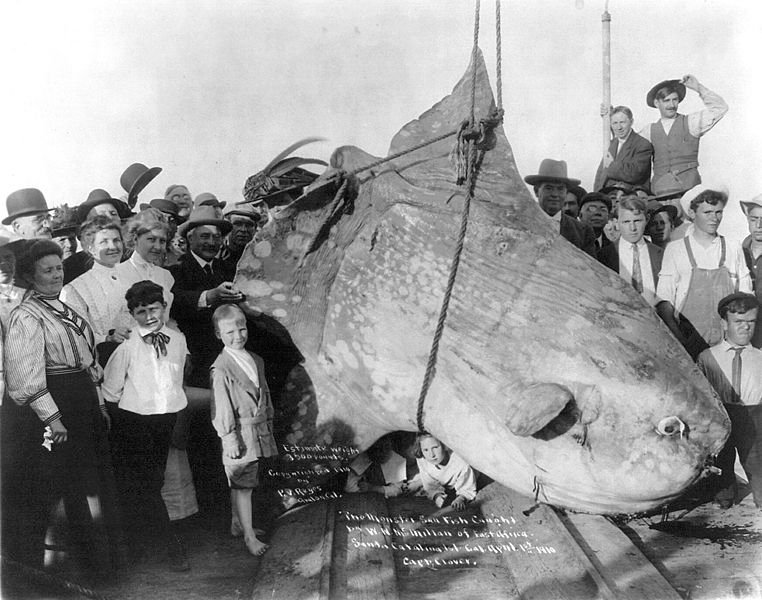 762px-Enormous_Sunfish.jpg