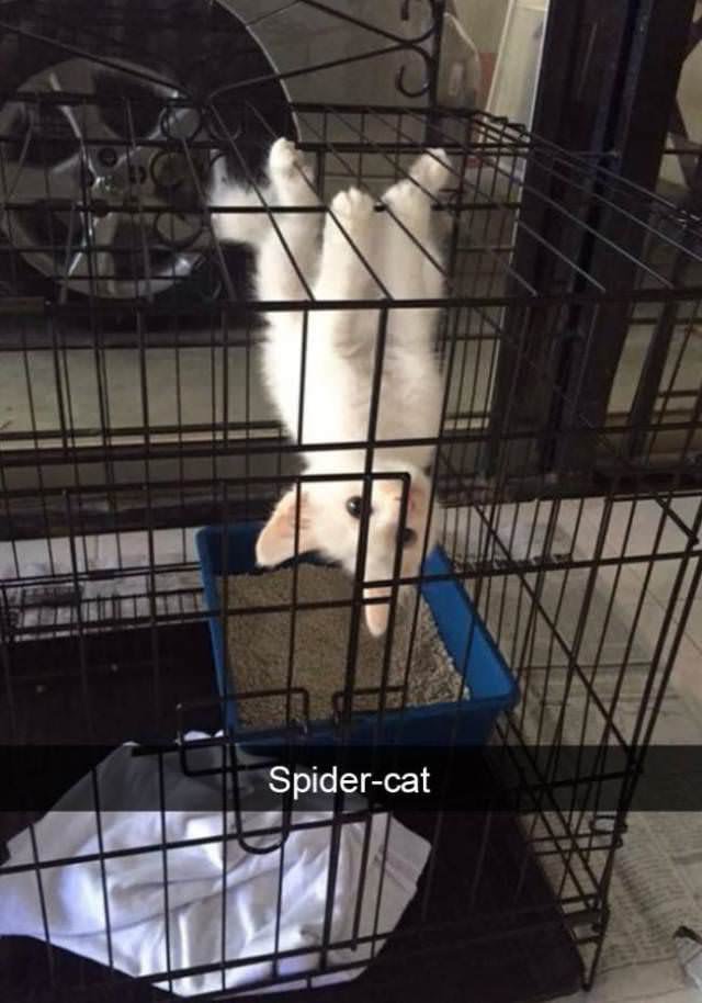 Spider-kitty.jpg