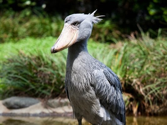 shoebill-533x400.jpg