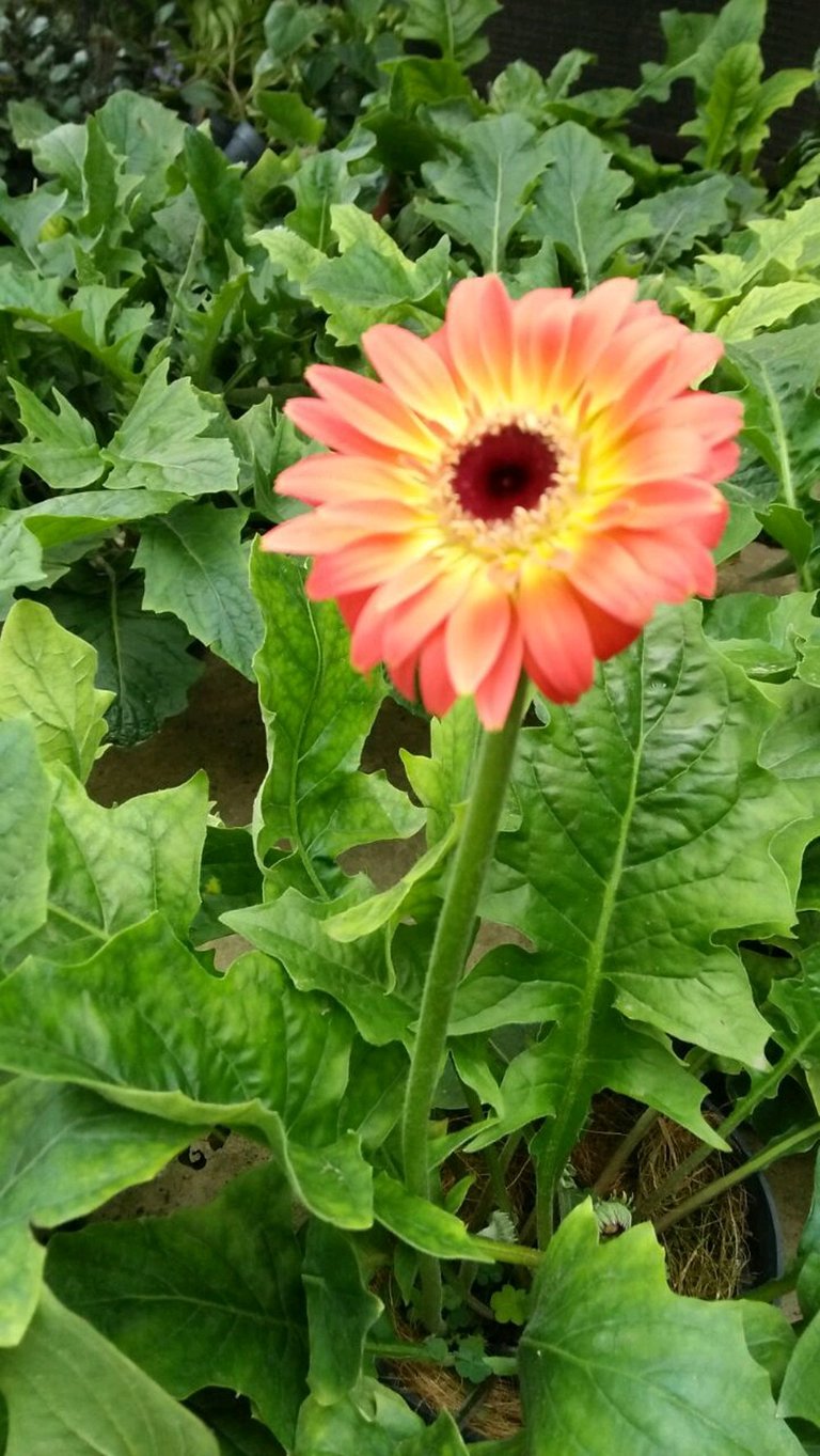 Bunga_Gerbera.jpg