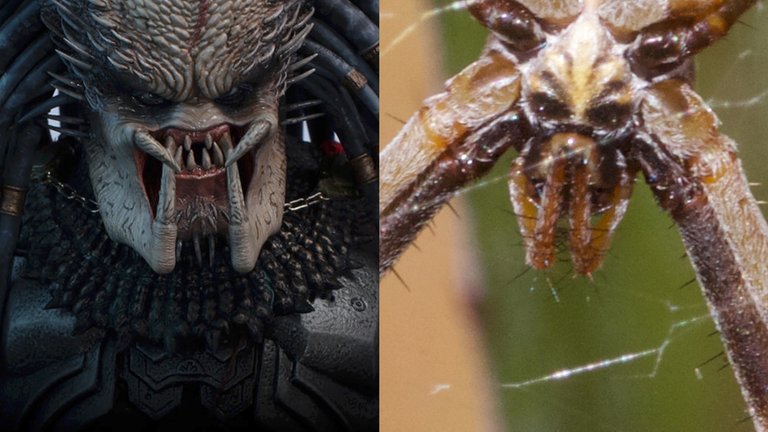 Predator Vs. Spider.jpg