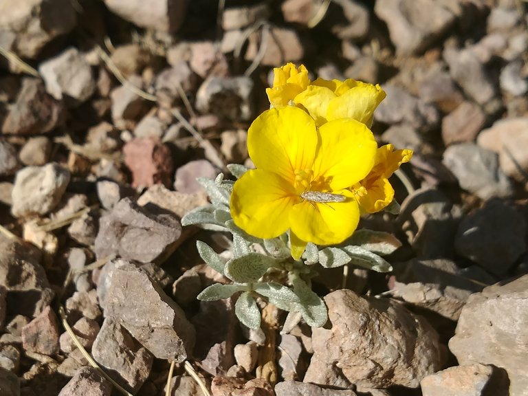 yellow-flower-organ-mountains.jpg