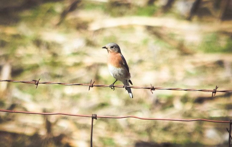 tree-bird-overkillcoin2.jpeg