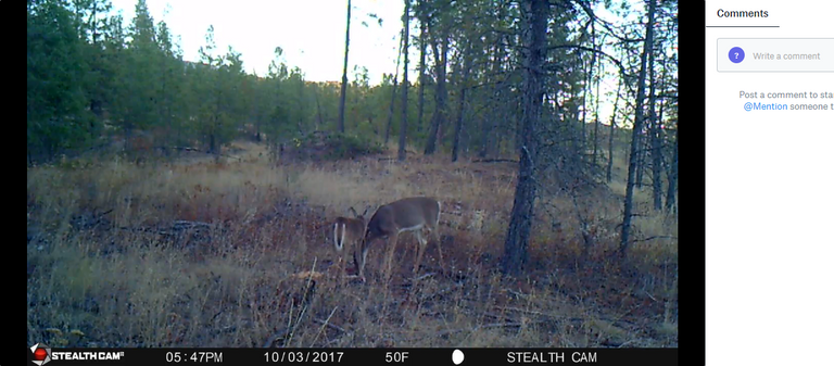 Screenshot-2018-2-4 Doe Yearling AVI.png