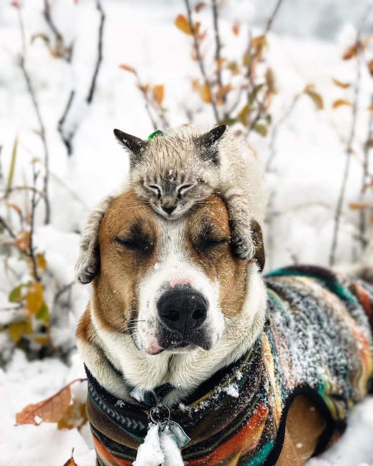 Henry-und-Baloo-im-Schnee.jpg