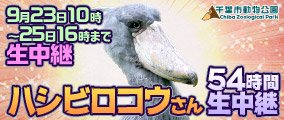 ハシビロコウニコ生.jpg