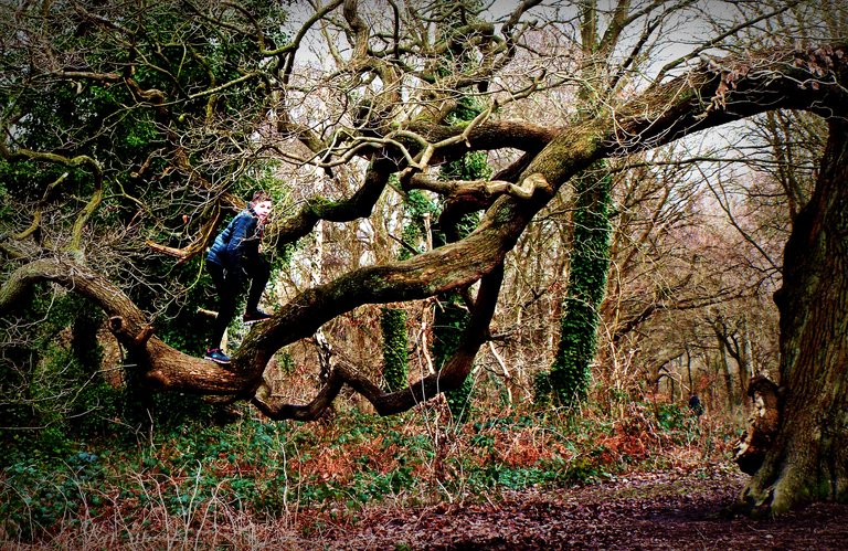 climbing trees3.JPG