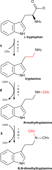 DMT_biosynthetic_pathway.png