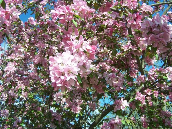 Crabapple - flowers crop May 2018.jpg