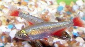 Kankuyruk Tetra (Aphyocharax anisitsi).jpg