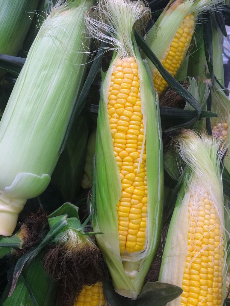 corn-1615021_1280.jpg