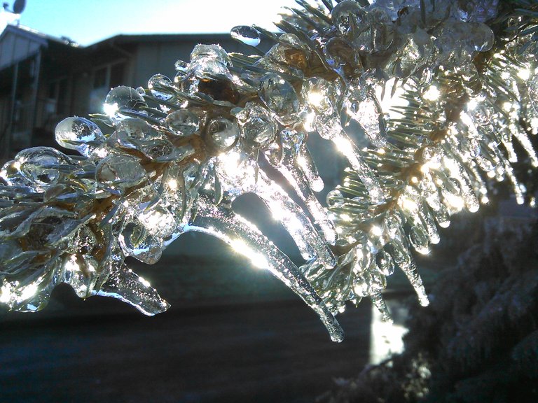 Pine tree Ice crystals.jpg