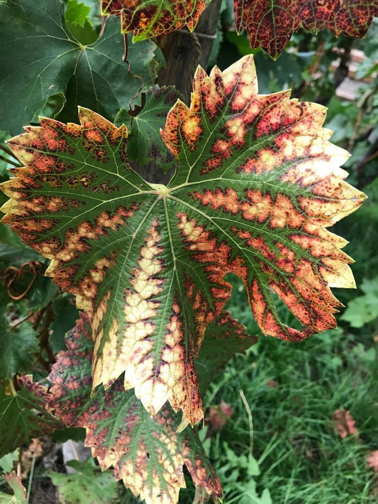 Grape Leaf.jpg