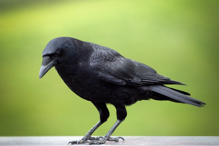 GReen Crow.jpg