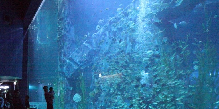 Lotte World Mall’s aquarium.jpg