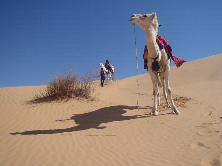 meharee_camel_excursion_desert_sahara_tunisia_Great_Erg.jpg