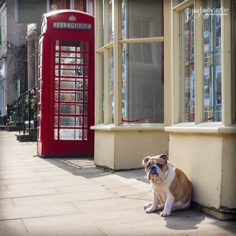 britishbulldog800.jpg