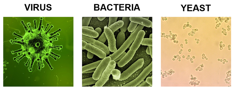 virus bacteria yeas.png