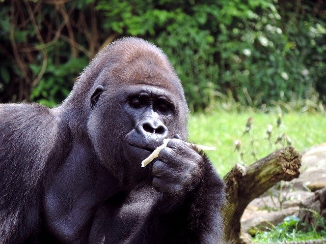 gorilla-2808428_640.jpg