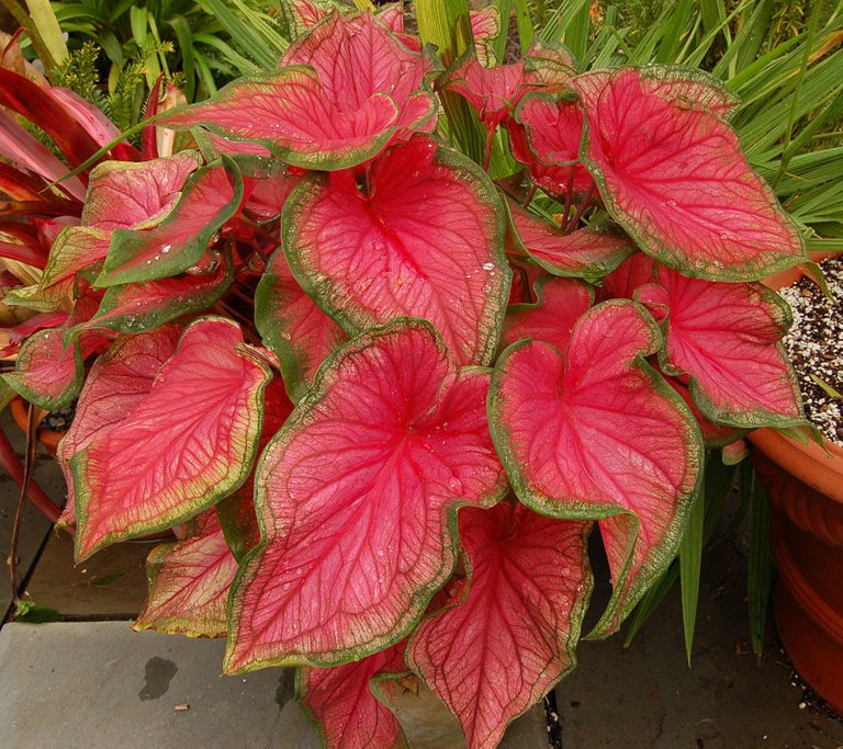 Caladium.jpg