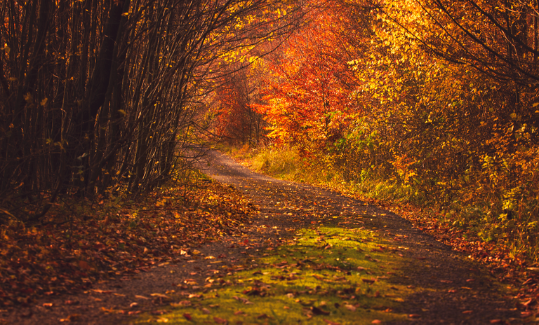 autumn_road_iv_by_ferrohanc-d85siik.png