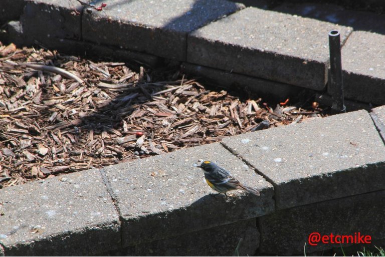 Yellow-rumped-warbler-Apr16-11-52.JPG