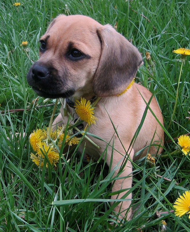 Puggle_puppy_(cropped).jpg