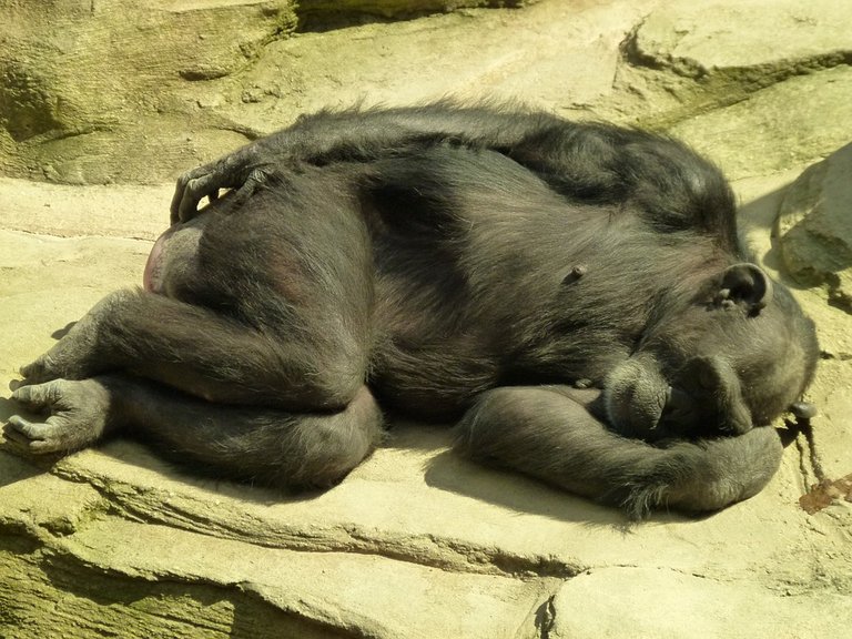 chimpanzee-1041892_960_720.jpg