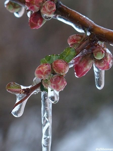 printemps gelé.jpg