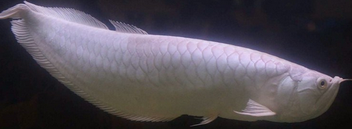 1 ikan arwana silver.png