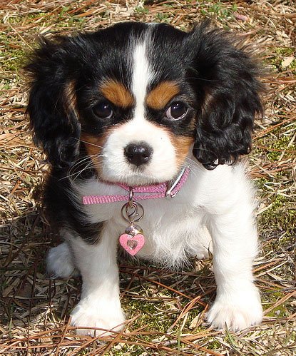 puppy-photo.jpg