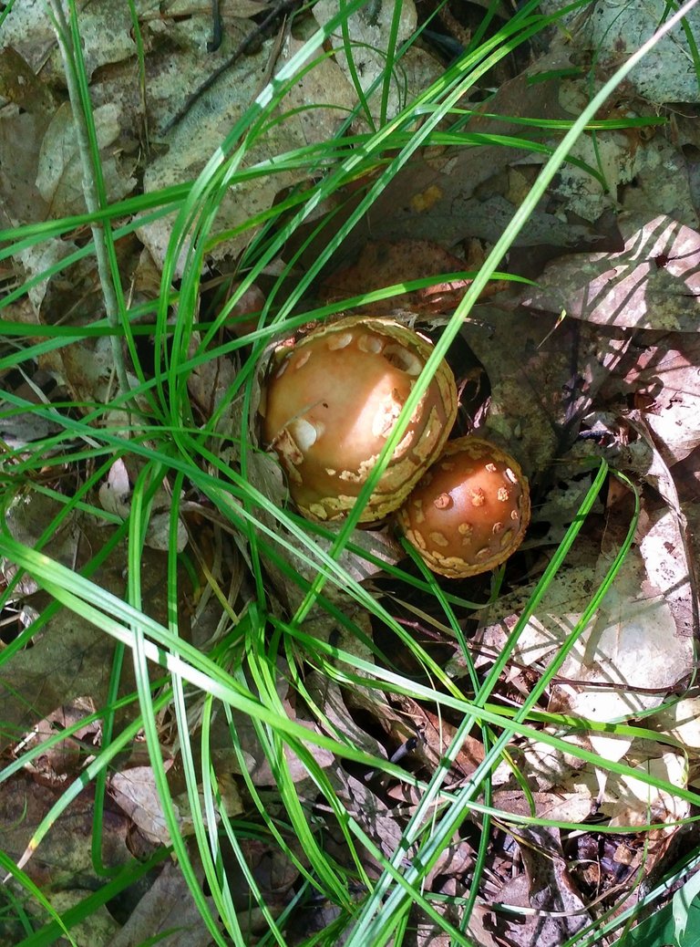 mushroom hunting2.jpeg