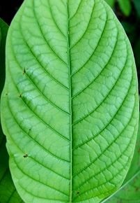 white-vein-mitragyna-speciosa-kratom.jpg