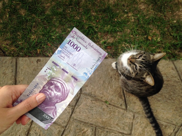 gato y billete.jpg